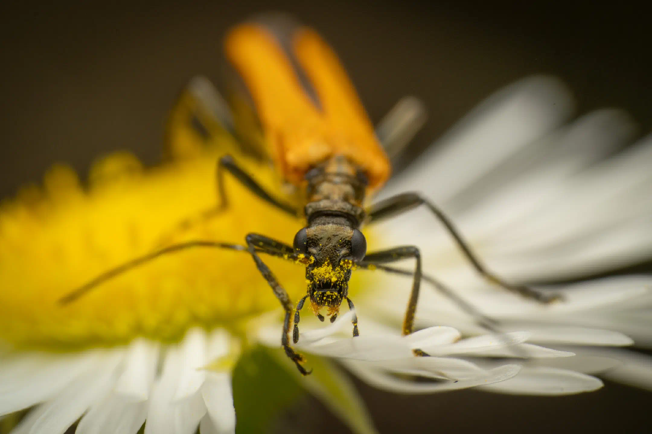 Oedemera femorata