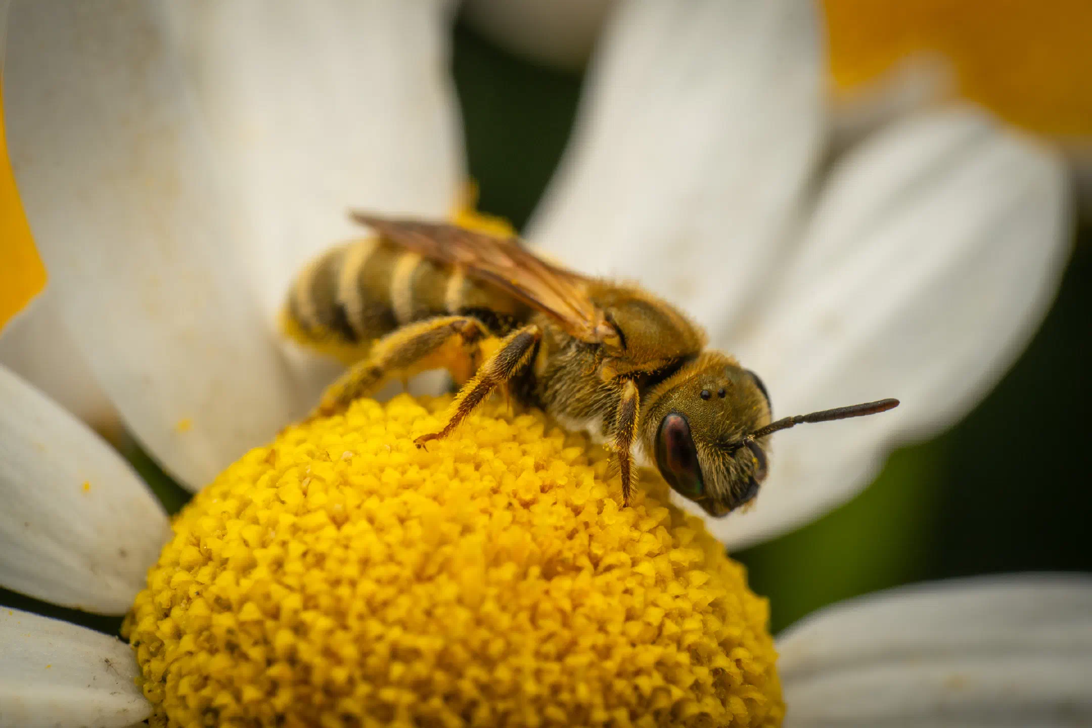 Furrow Bees