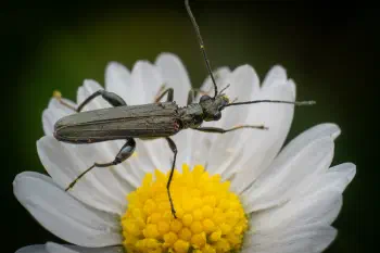 Oedemera virescens
