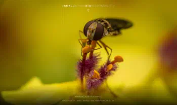 marmalade hoverfly