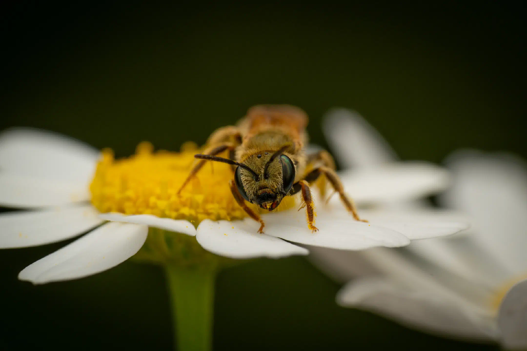 Furrow Bees
