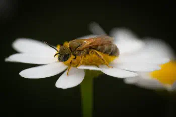 Furrow Bees