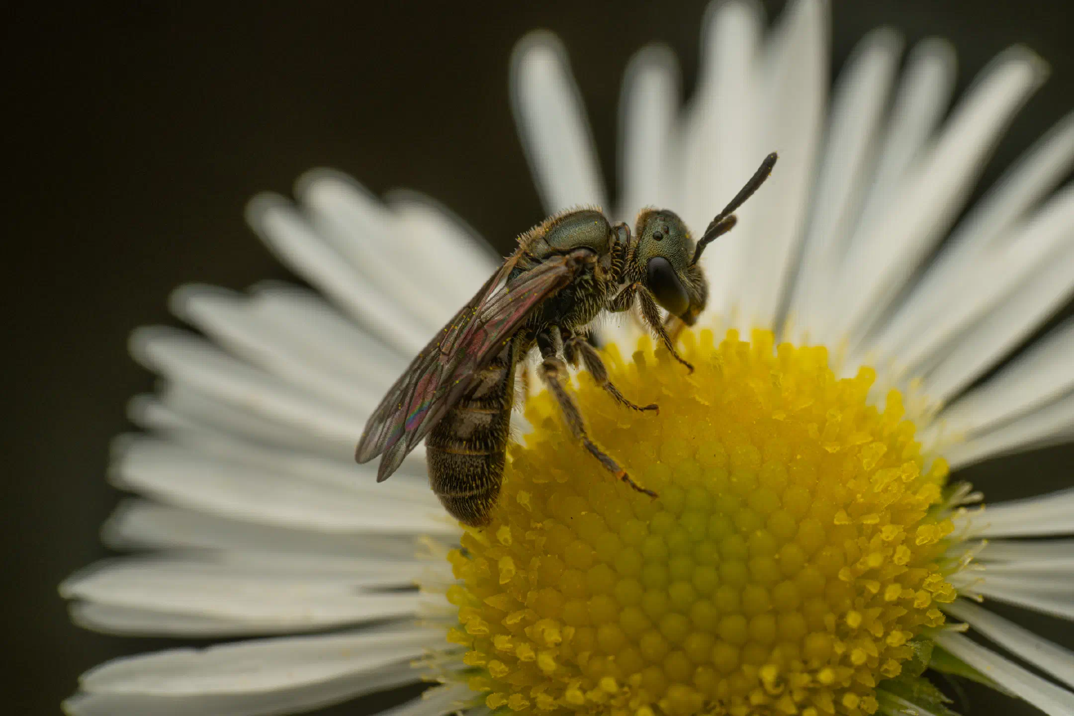 Furrow Bees