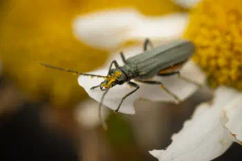 Oedemera lurida