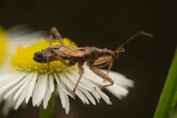 Tree Damsel Bug