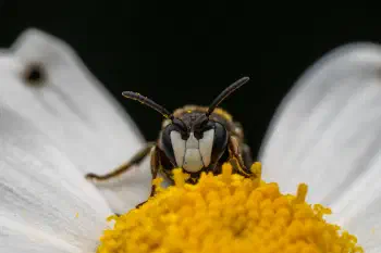 Masked Bees