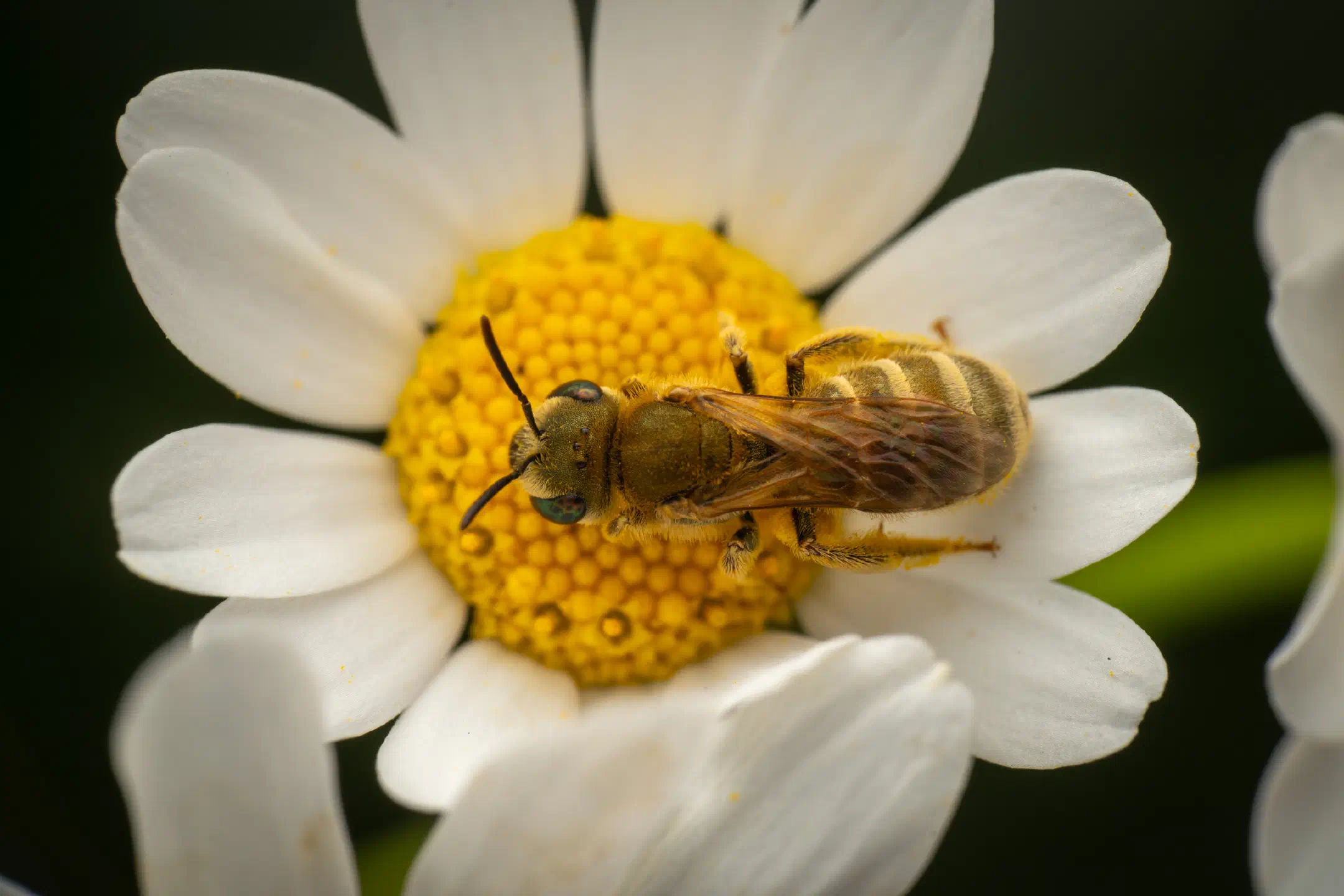 Furrow Bees