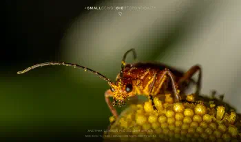 Another common red soldier beetle