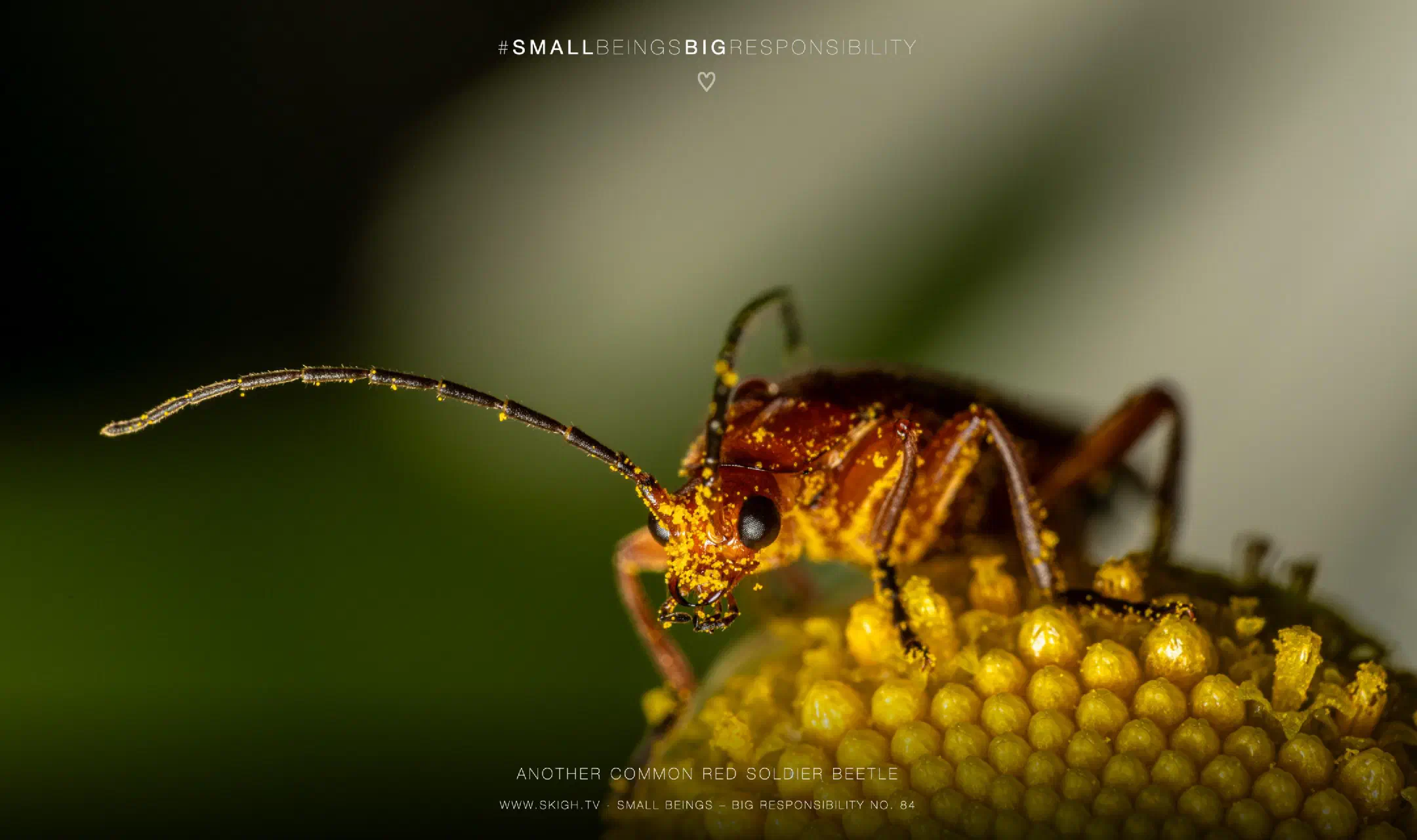 Another common red soldier beetle