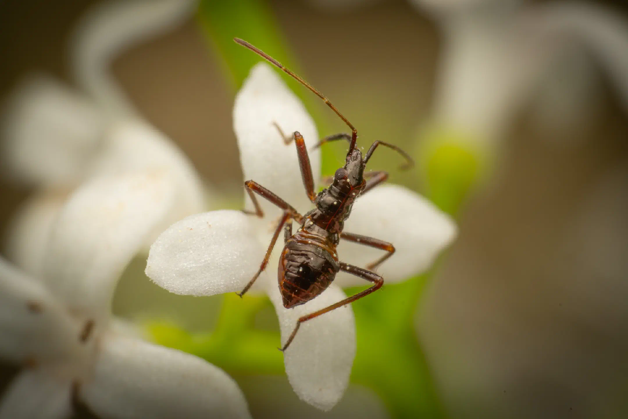 Tree Damsel Bug