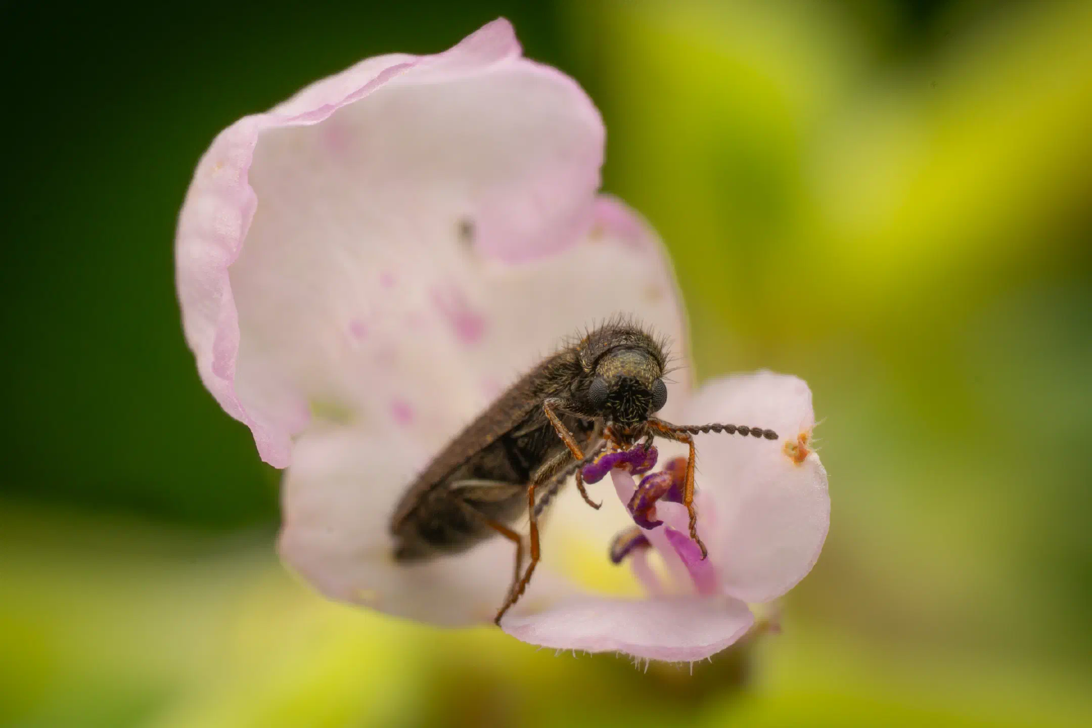 Dasytes plumbeus