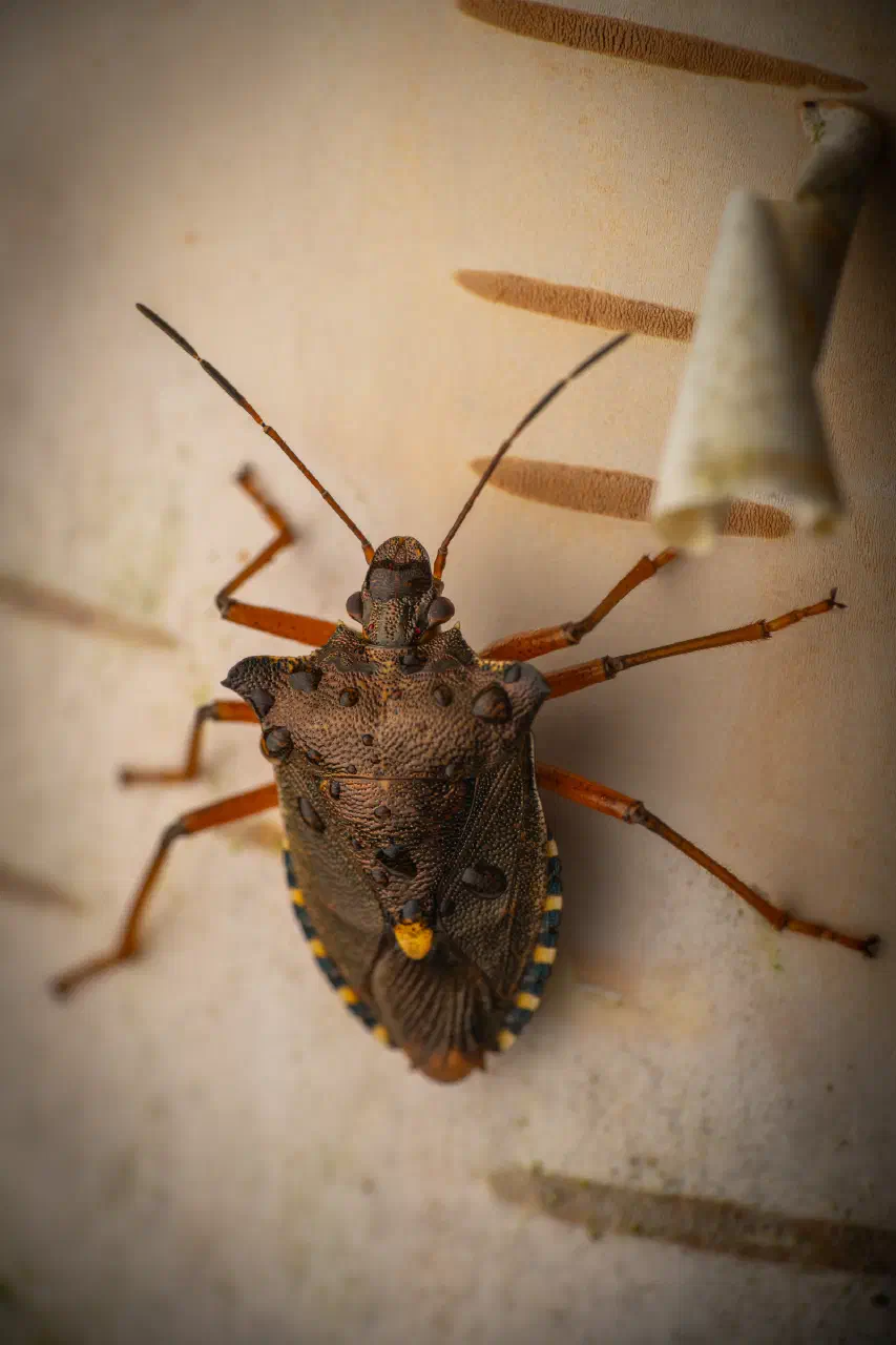 Forest Bug