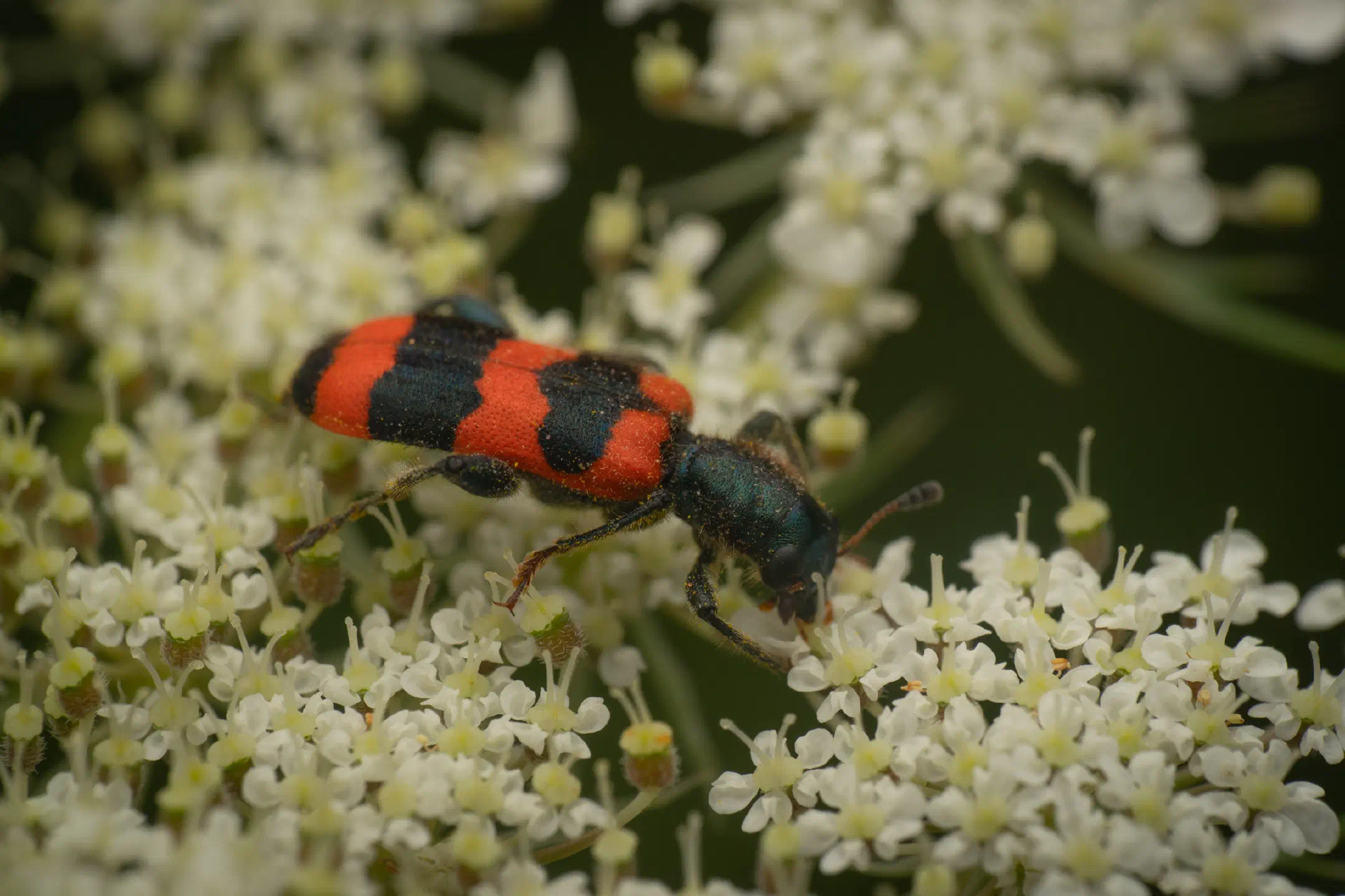 Bee-eating Beetle