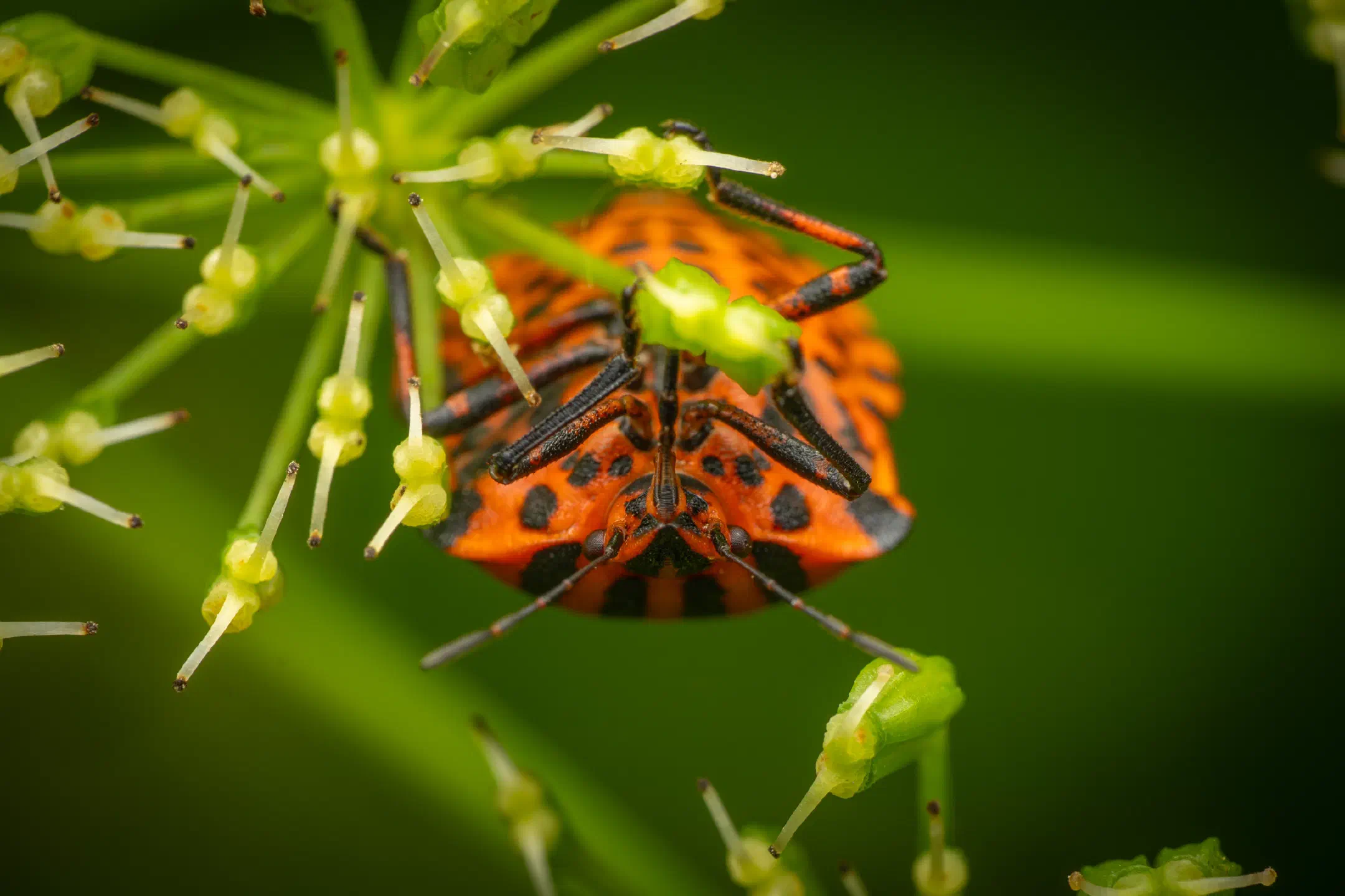 European Striped Shield Bug