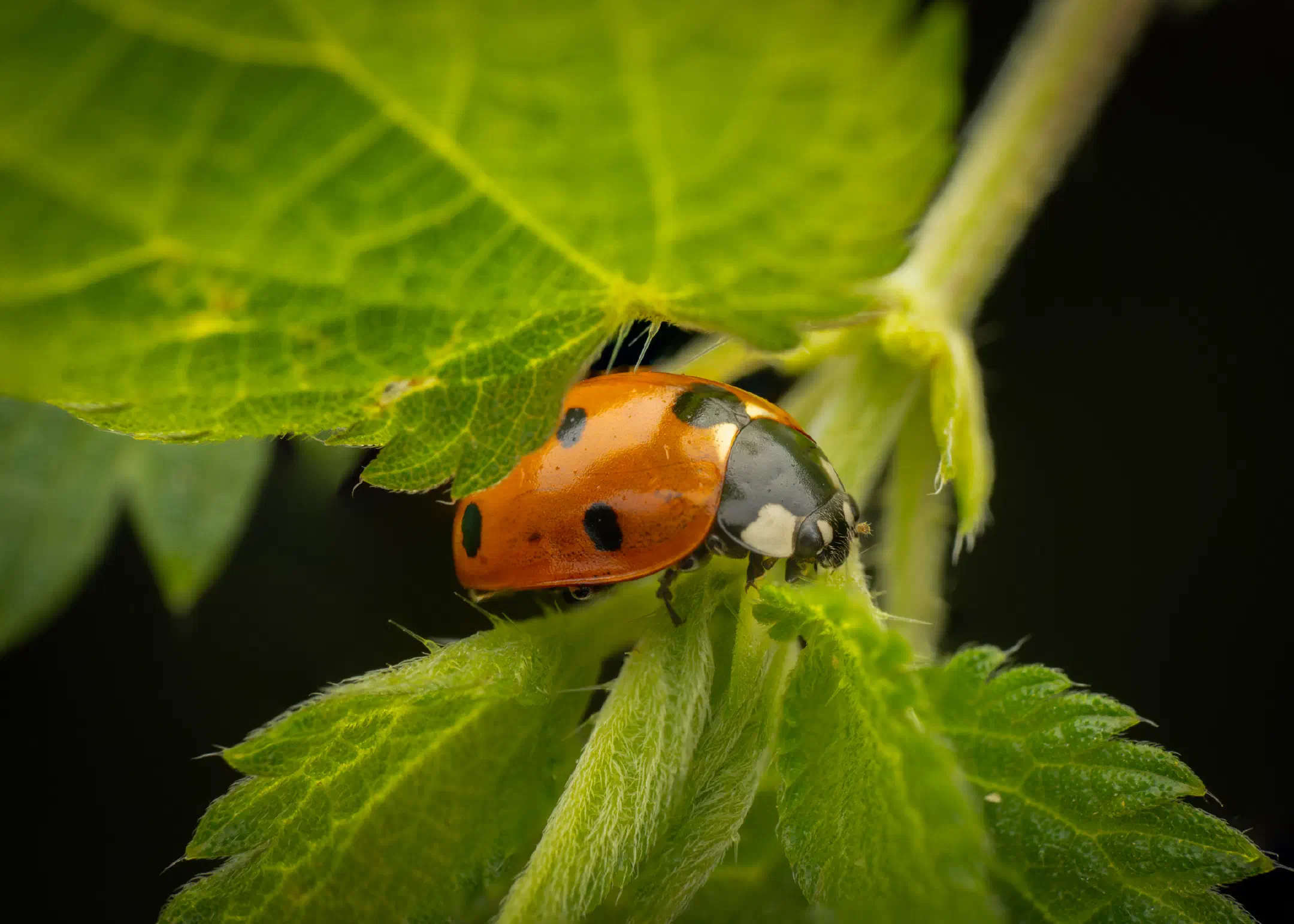 Seven-spotted Lady Beetle