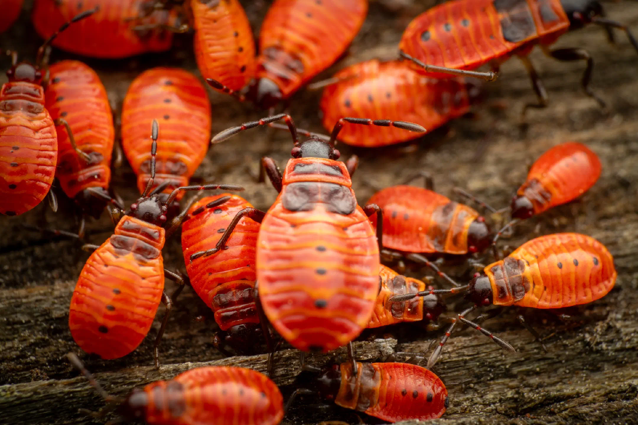 European Firebug