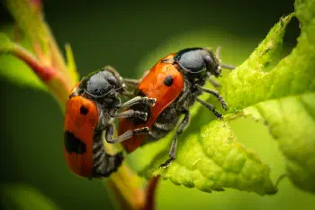 Clytra laeviuscula