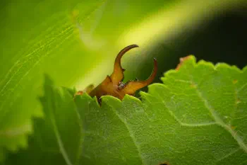 European Earwig