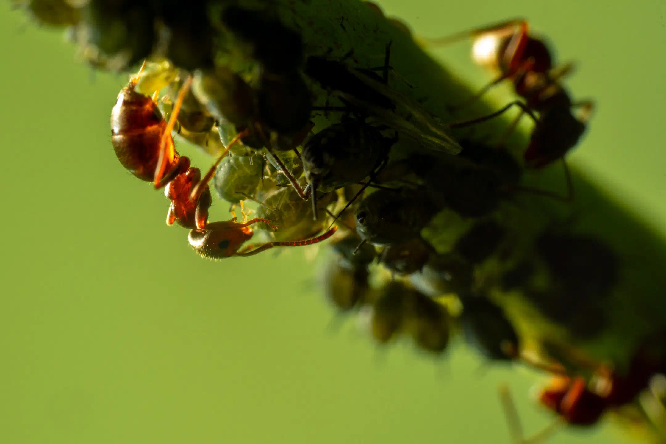Brown Tree Ant