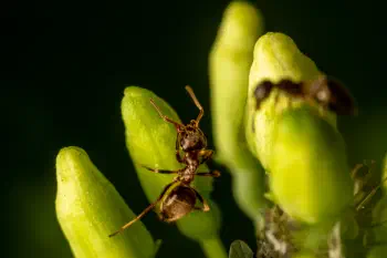 Brown Tree Ant