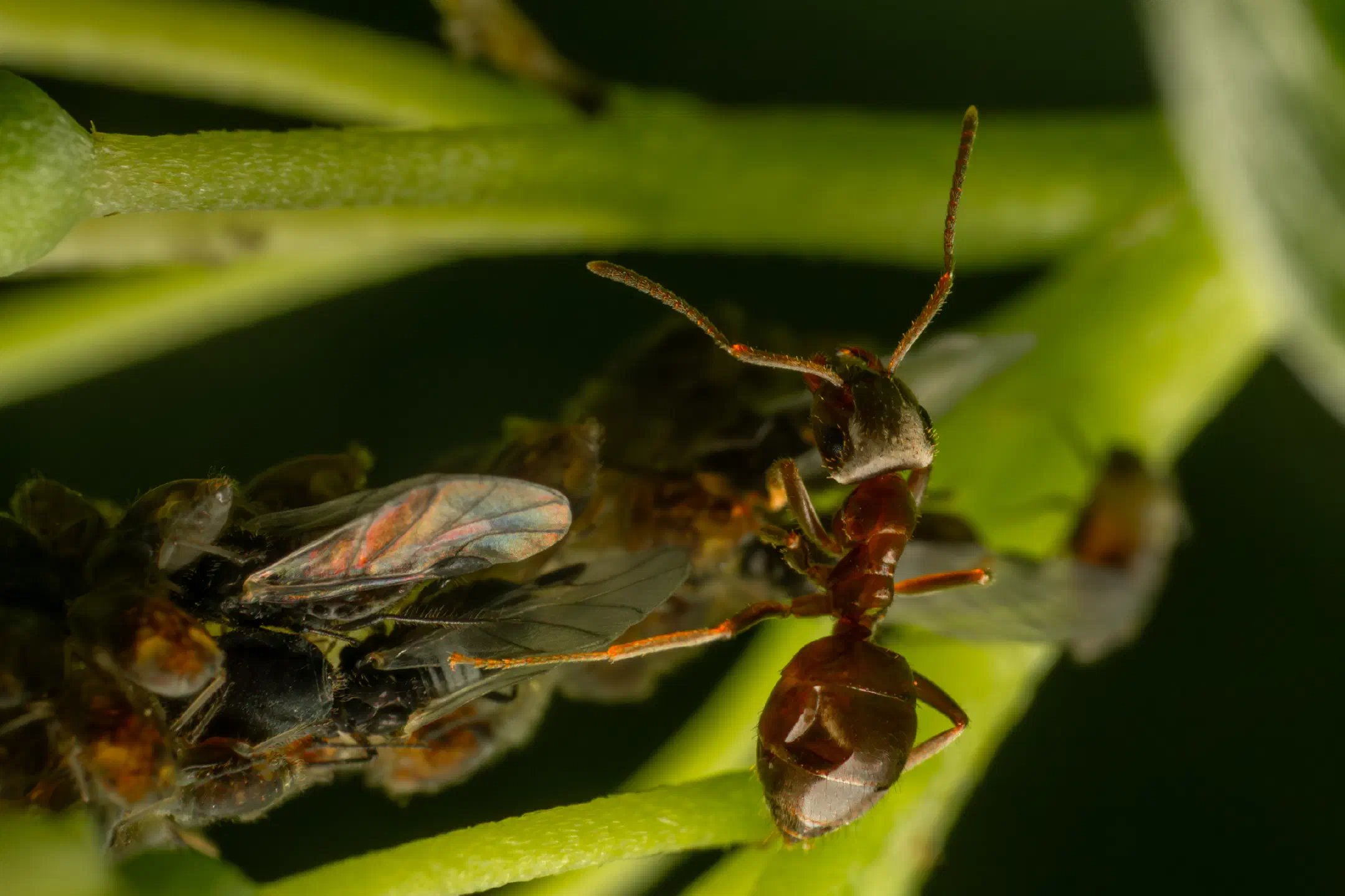 Brown Tree Ant