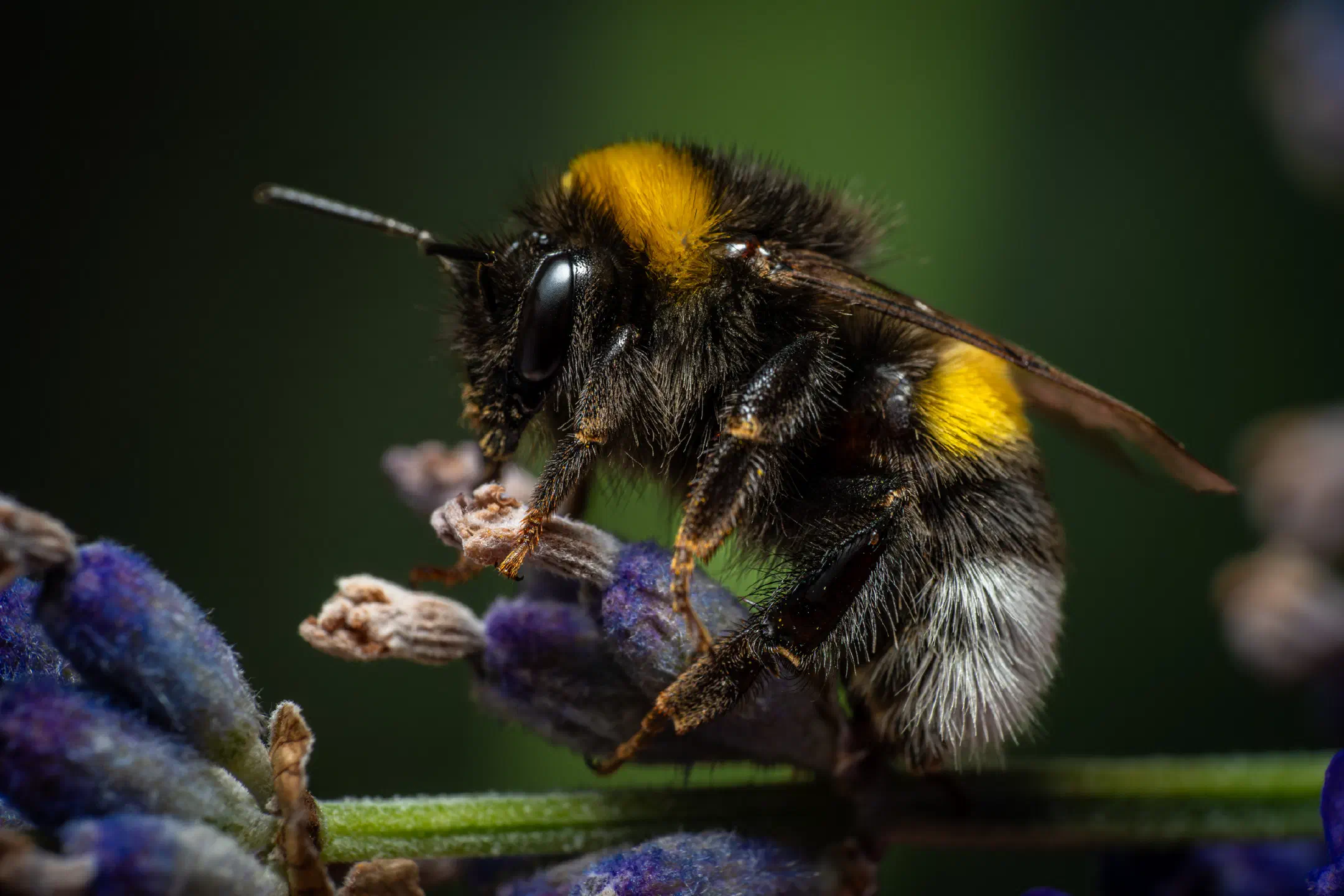 Garden Bumble Bee