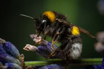 Garden Bumble Bee