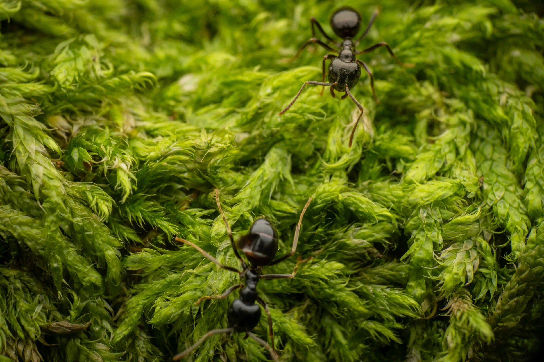 Black Garden Ant
