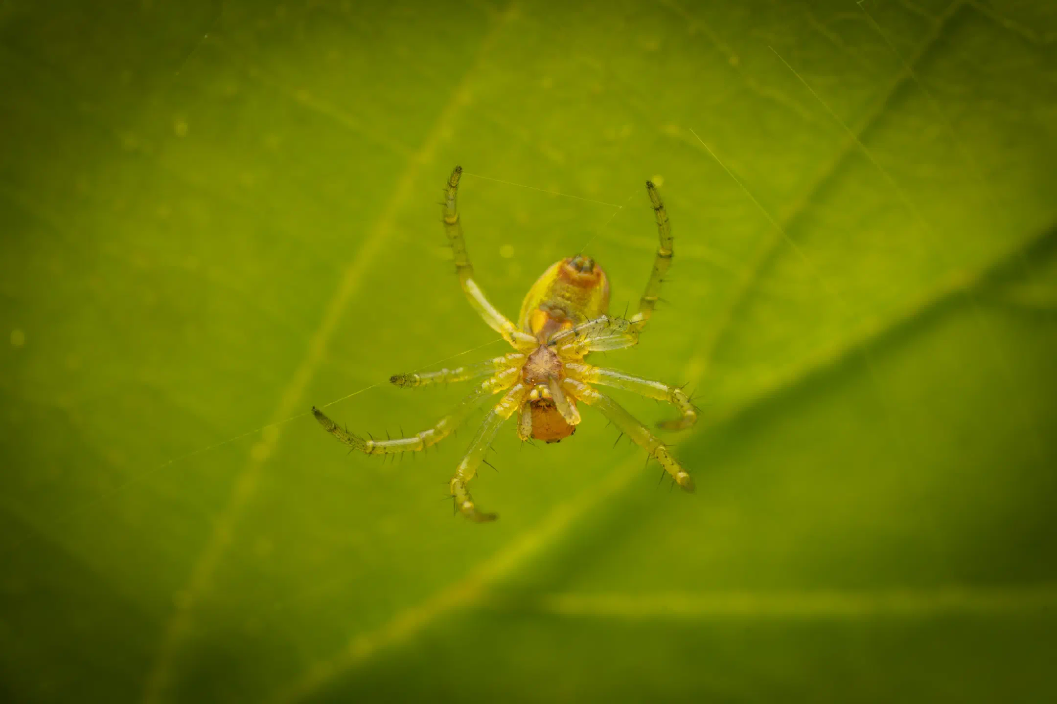 Cucumber Green Spider