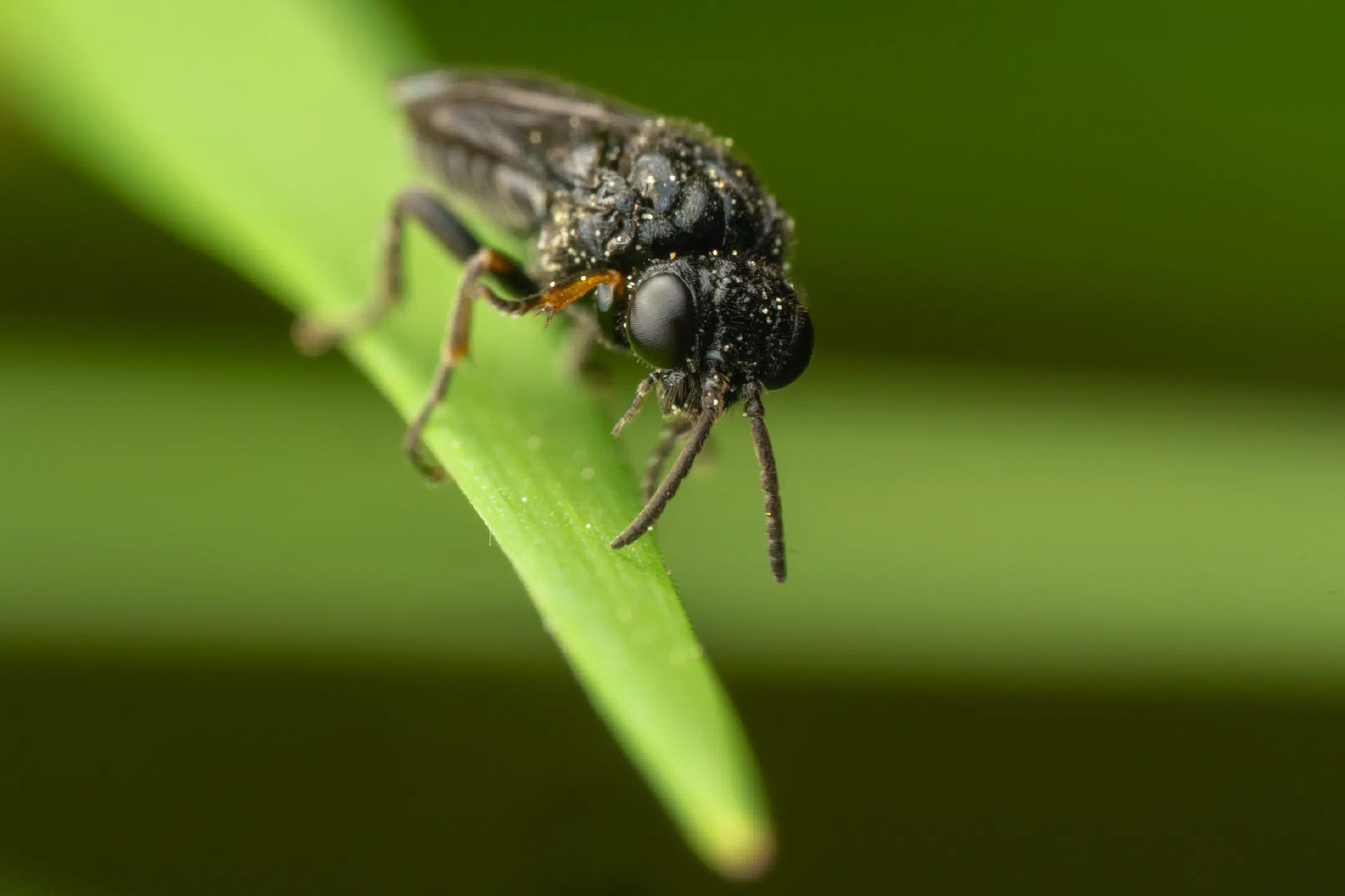 Cherry Slug Sawfly