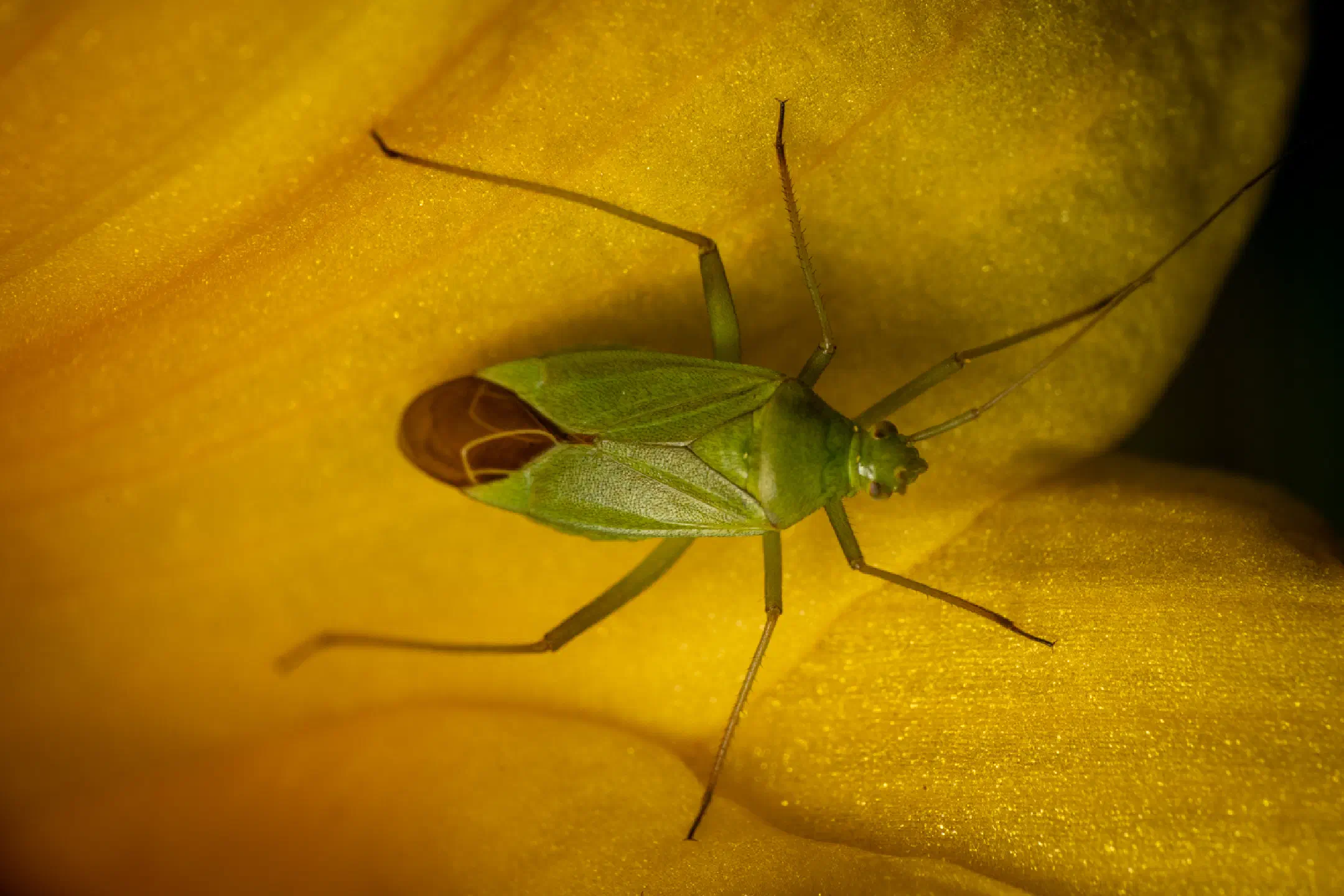 Lygocoris pabulinus