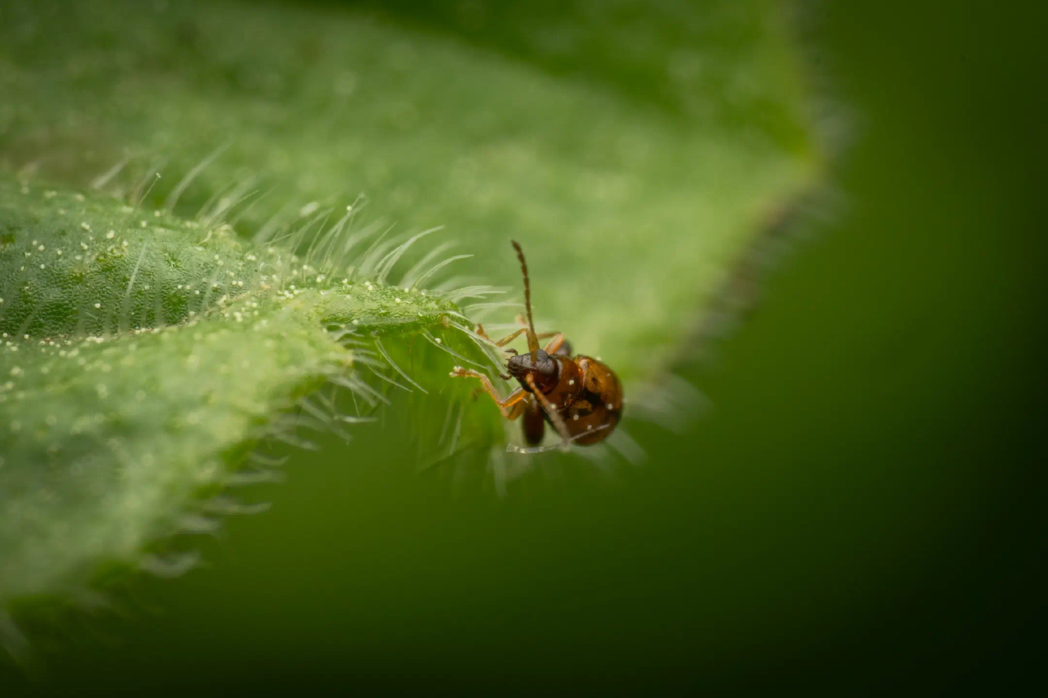 Flea Beetles