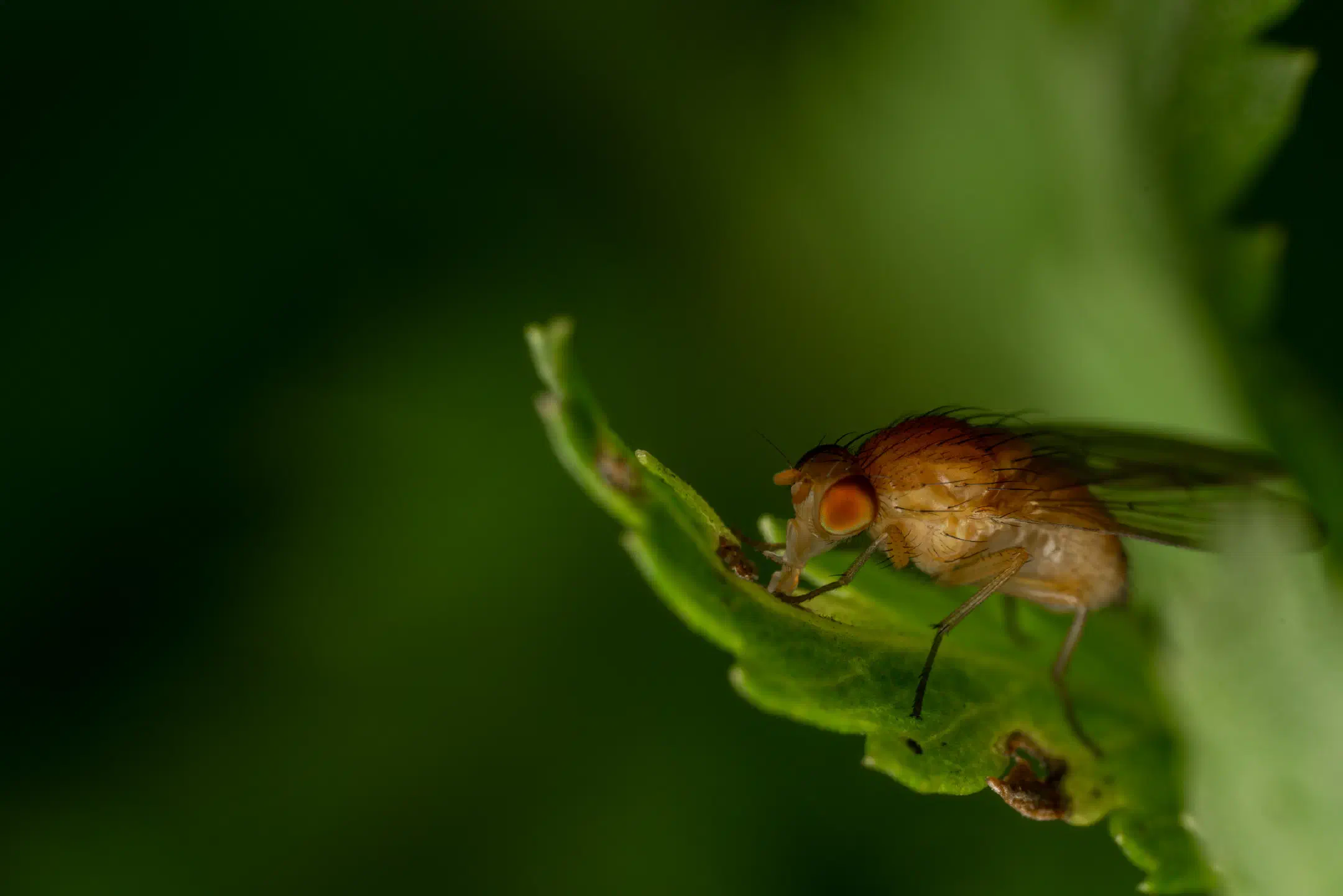 Phaonia pallida