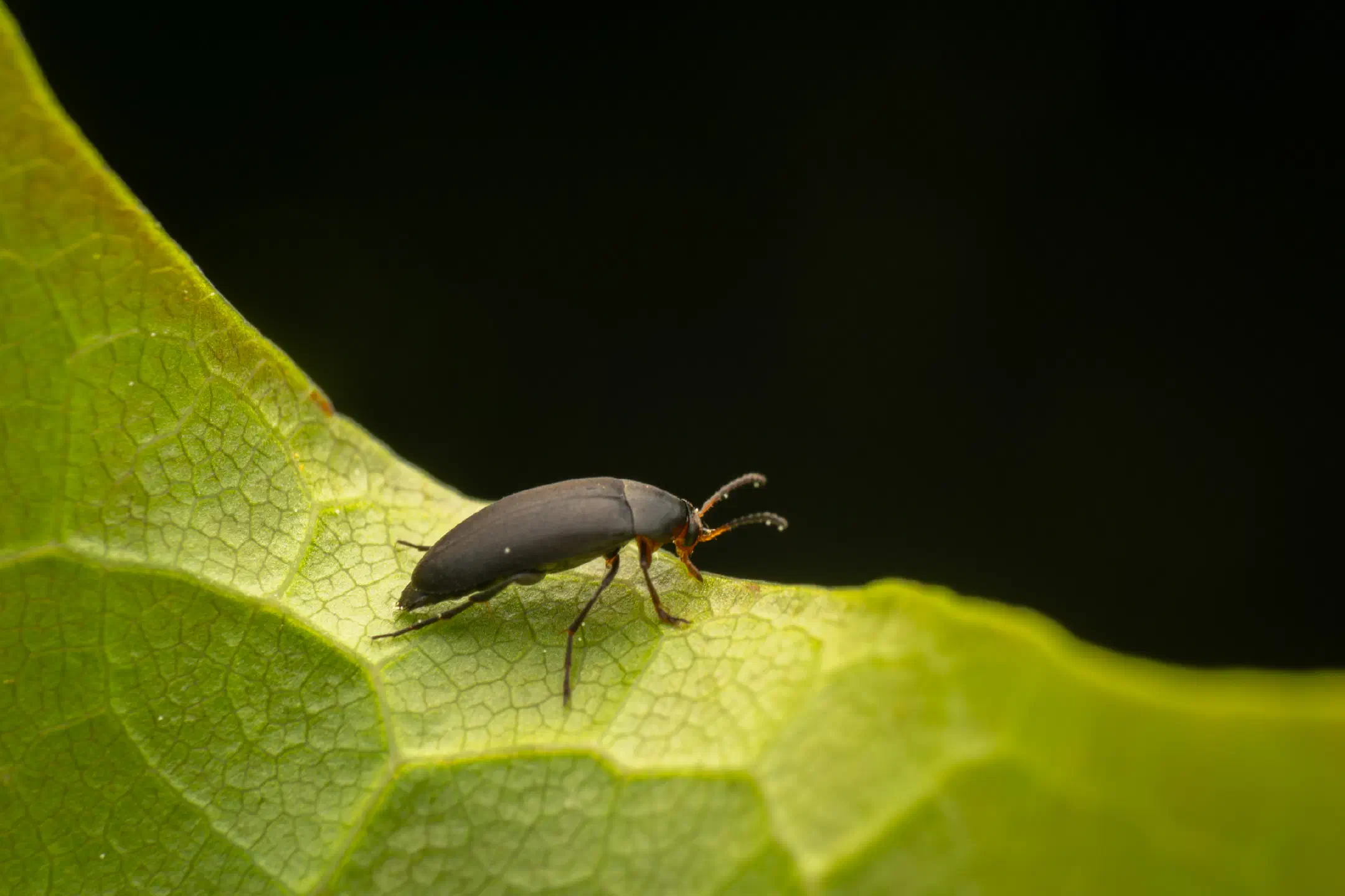 Anaspis frontalis