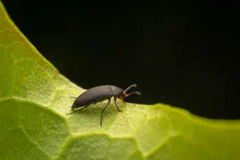 Anaspis frontalis