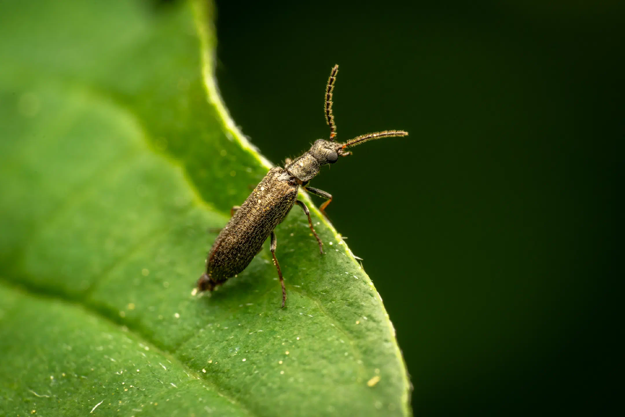 Dasytes plumbeus