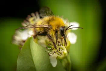 Early Bumble Bee