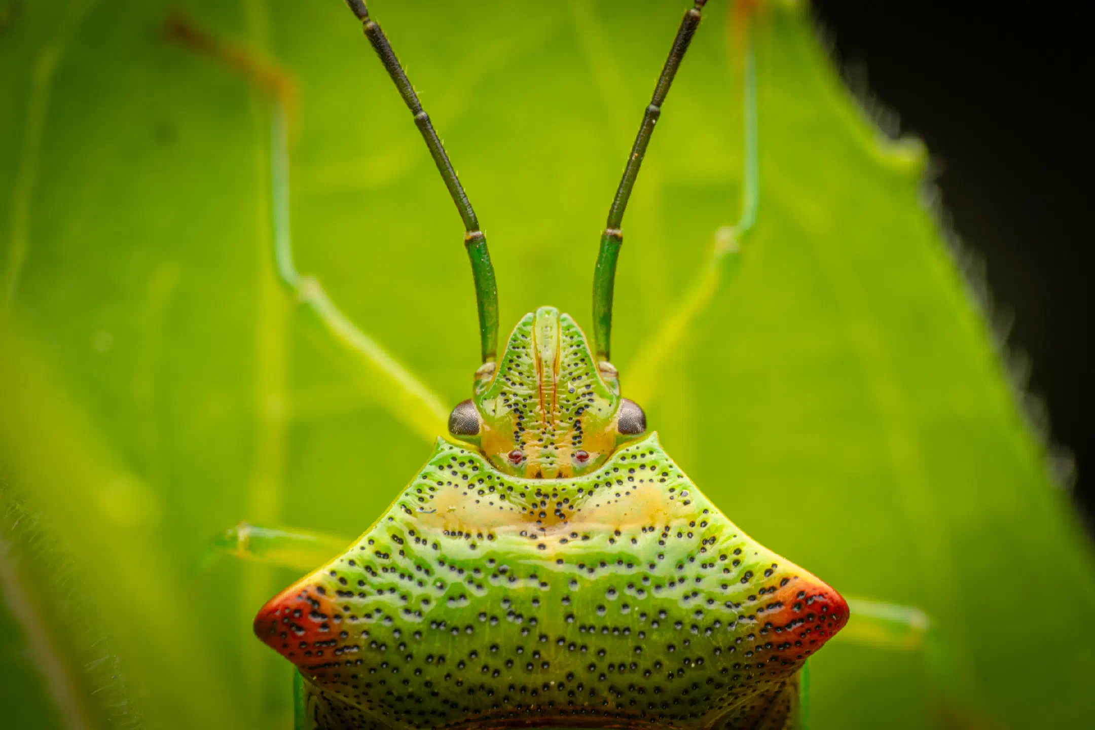 Hawthorn Shield Bug