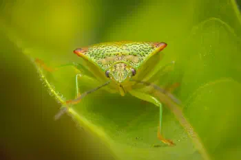Hawthorn Shield Bug