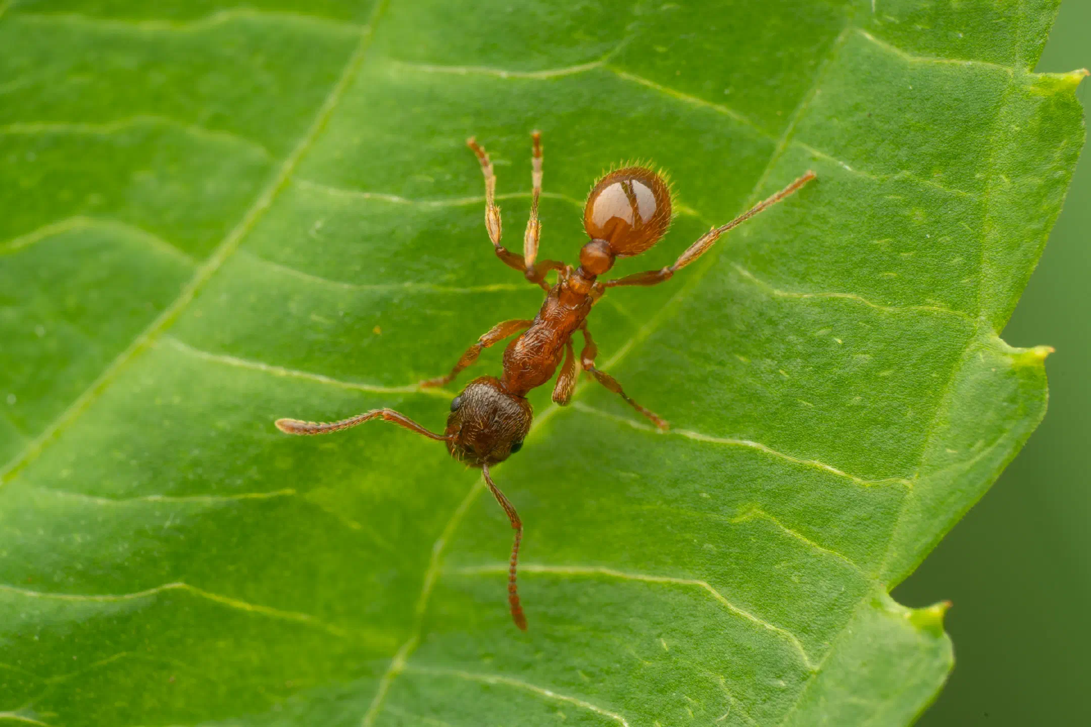 European fire ant