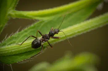 Ant Damselbug